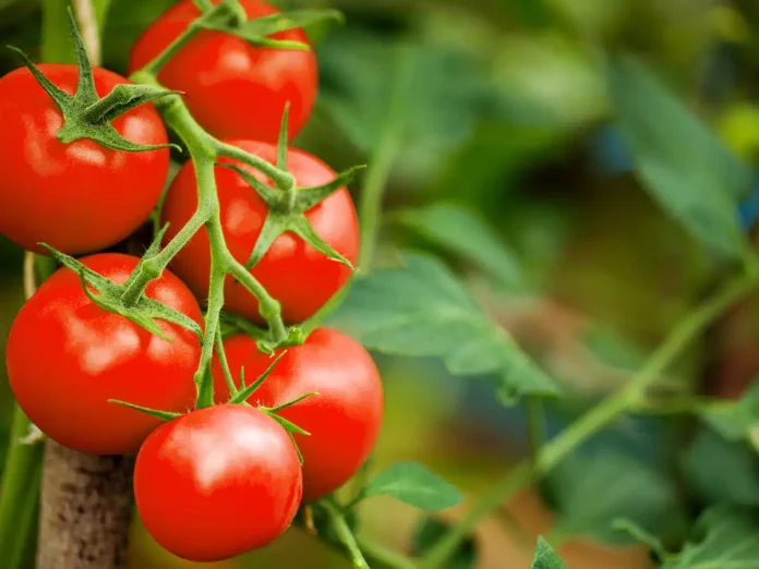 What May Tomatoes Do For Males?