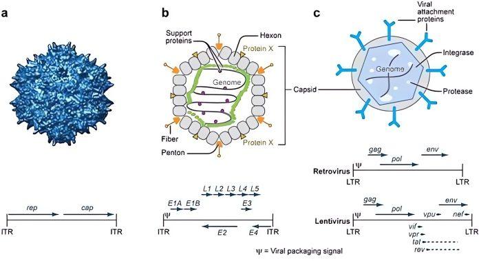 Schematic of the structure of viral particles and organization of the viral genomes