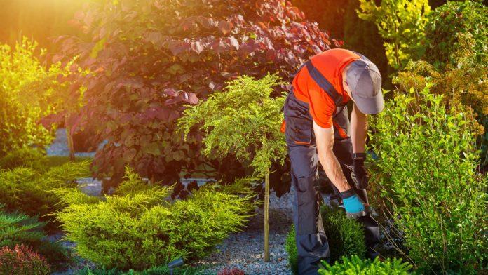 Landscaping Services in Aurora CO