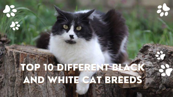 Top 10 Different Black and White Cat Breeds