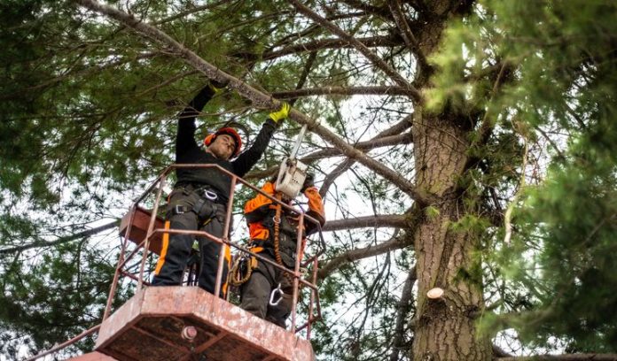 tree removal Wesley Chapel