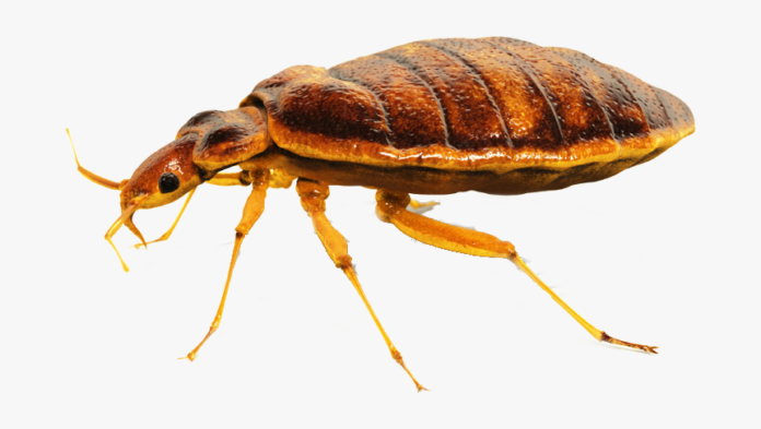 bed bug control experts in Oakville